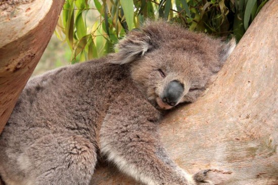 Koala-Sleeping-On-Tree-550x366